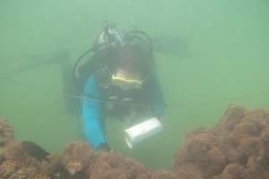 Figure 4. Diving in pea soup at the reef of Boipeba Island, Brazil.